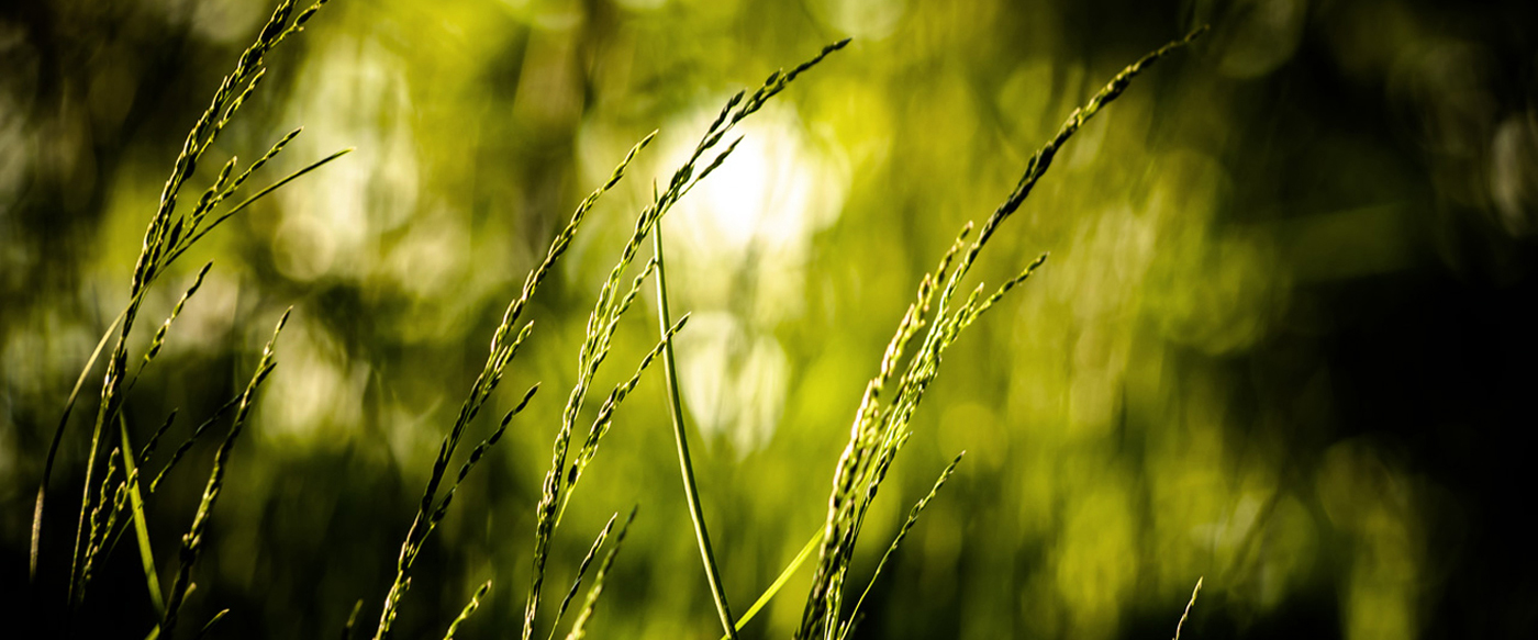 #slidecaption1 Nature One WordPress Theme